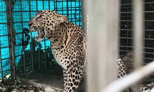 ഇഞ്ചപ്പാറയിൽ വനംവകുപ്പിന്റെ കൂട്ടിൽ പുലി കുടുങ്ങി