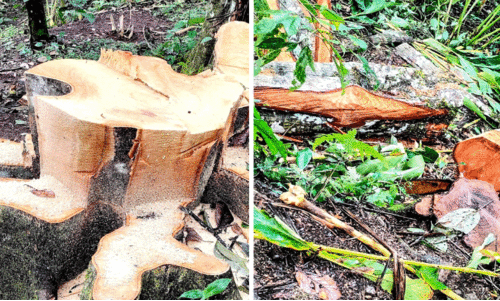 കണ്ണടച്ച് വനപാലകർ; ഏലത്തോട്ടങ്ങളിലെ മരങ്ങൾ വെട്ടിക്കടത്തുന്നു