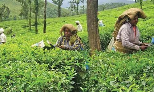 വയനാട്ടിലെ തോട്ടം ഭൂമി: കണക്കെടുപ്പ് അട്ടിമറിച്ച് റവന്യൂ ഉദ്യോഗസ്ഥർ