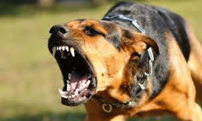 പേയിളകിയ വളർത്തുനായെ ഉടമ അഴിച്ചുവിട്ടു; കടിയേറ്റ് 80 പേർ ആശുപത്രിയിൽ പേയിളകിയ വളർത്തുനായെ ഉടമ അഴിച്ചുവിട്ടു; കടിയേറ്റ് 80 പേർ ആശുപത്രിയിൽ