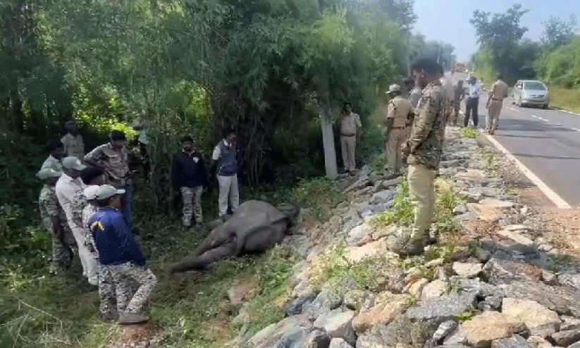 wild elephant dead wild elephant dead