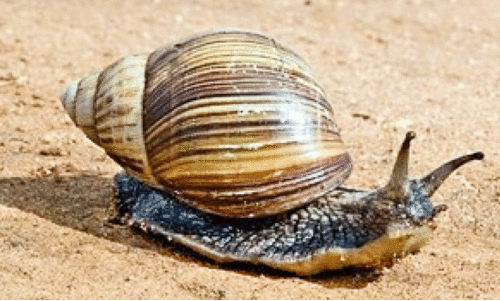 വെളിയത്തുനാട്ടിൽ ആഫ്രിക്കൻ ഒച്ചുകളുടെ ശല്യം രൂക്ഷം