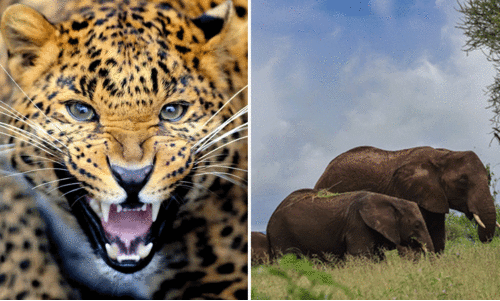 ഭീതി പരത്തി വന്യമൃഗങ്ങൾ ഭീതി പരത്തി വന്യമൃഗങ്ങൾ