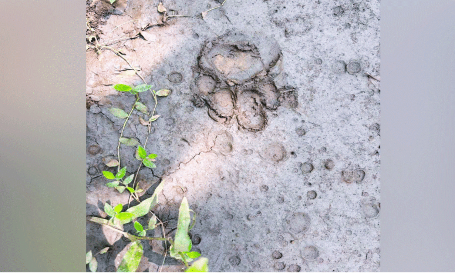 ജ​ന​വാ​സ​മേ​ഖ​ല​യി​ൽ പു​ലി​യു​ടെ കാ​ൽ​പ്പാ​ട്: ജ​നം ആ​ശ​ങ്ക​യി​ൽ