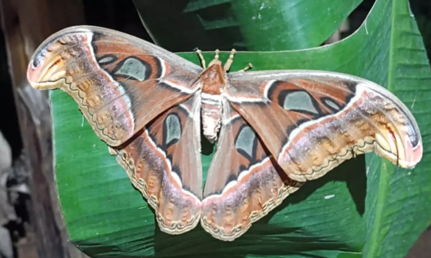 കൗതുകമായി ഭീമൻ നിശാശലഭം