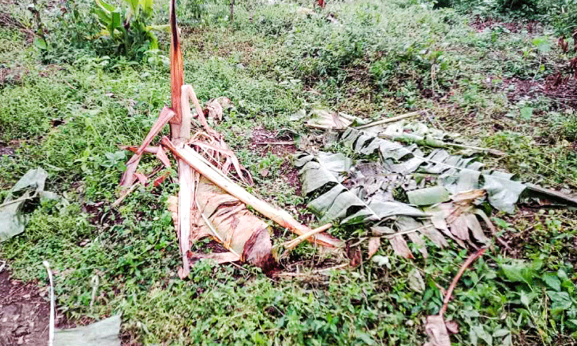 Wild elephant attack, Wild elephant attack,