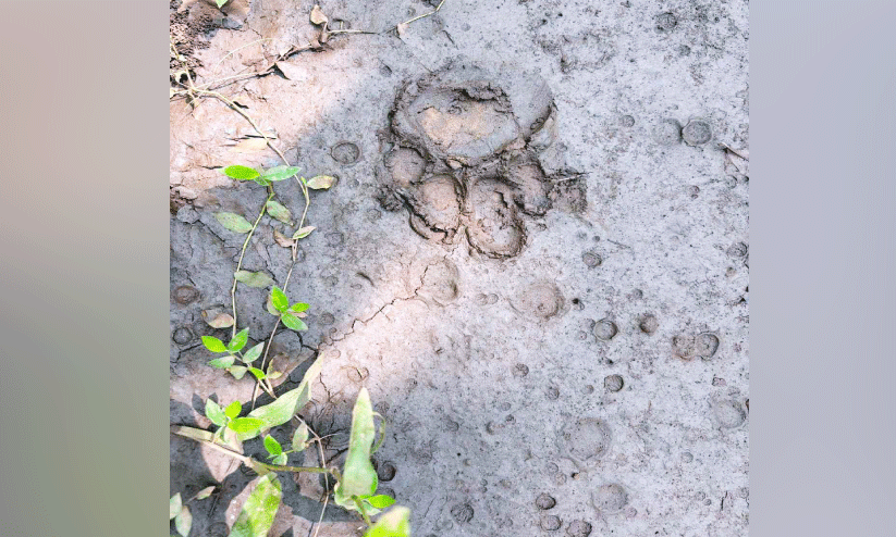 ജനവാസമേഖലയിൽ പുലിയുടെ കാൽപ്പാട്: ജനം ആശങ്കയിൽ ജനവാസമേഖലയിൽ പുലിയുടെ കാൽപ്പാട്: ജനം ആശങ്കയിൽ