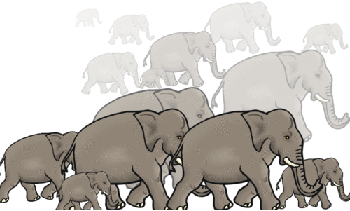 Wild elephant attack