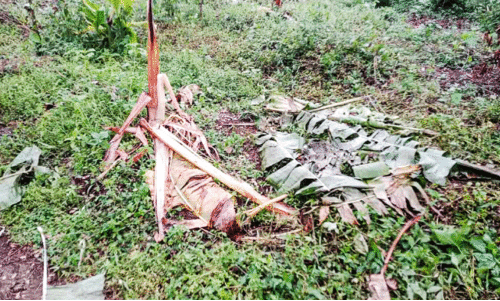 Wild elephant attack,