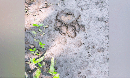 ജ​ന​വാ​സ​മേ​ഖ​ല​യി​ൽ പു​ലി​യു​ടെ കാ​ൽ​പ്പാ​ട്: ജ​നം ആ​ശ​ങ്ക​യി​ൽ