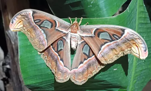 കൗതുകമായി ഭീമൻ നിശാശലഭം