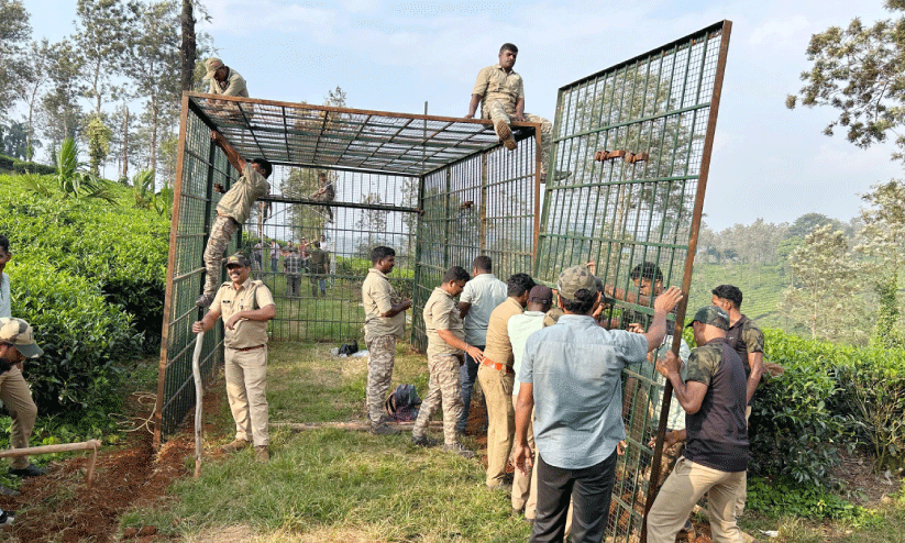 പിടികൊടുക്കാതെ പെരുന്തട്ടയിലെ കടുവകൾ പിടികൊടുക്കാതെ പെരുന്തട്ടയിലെ കടുവകൾ