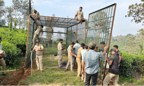 പി​ടി​കൊ​ടു​ക്കാ​തെ പെ​രു​ന്ത​ട്ട​യി​ലെ ക​ടു​വ​ക​ൾ