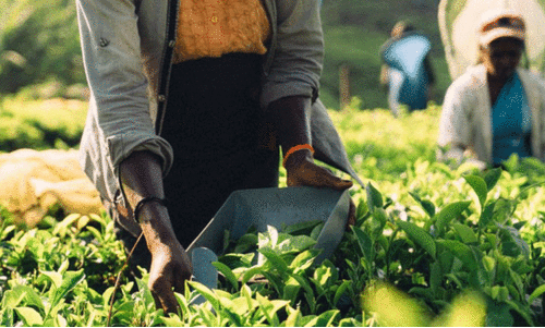 ജീവിതം ദുരിതം; വിരമിച്ച തോട്ടം തൊഴിലാളികൾക്ക് ആനുകൂല്യം നിഷേധിക്കുന്നു ജീവിതം ദുരിതം; വിരമിച്ച തോട്ടം തൊഴിലാളികൾക്ക് ആനുകൂല്യം നിഷേധിക്കുന്നു
