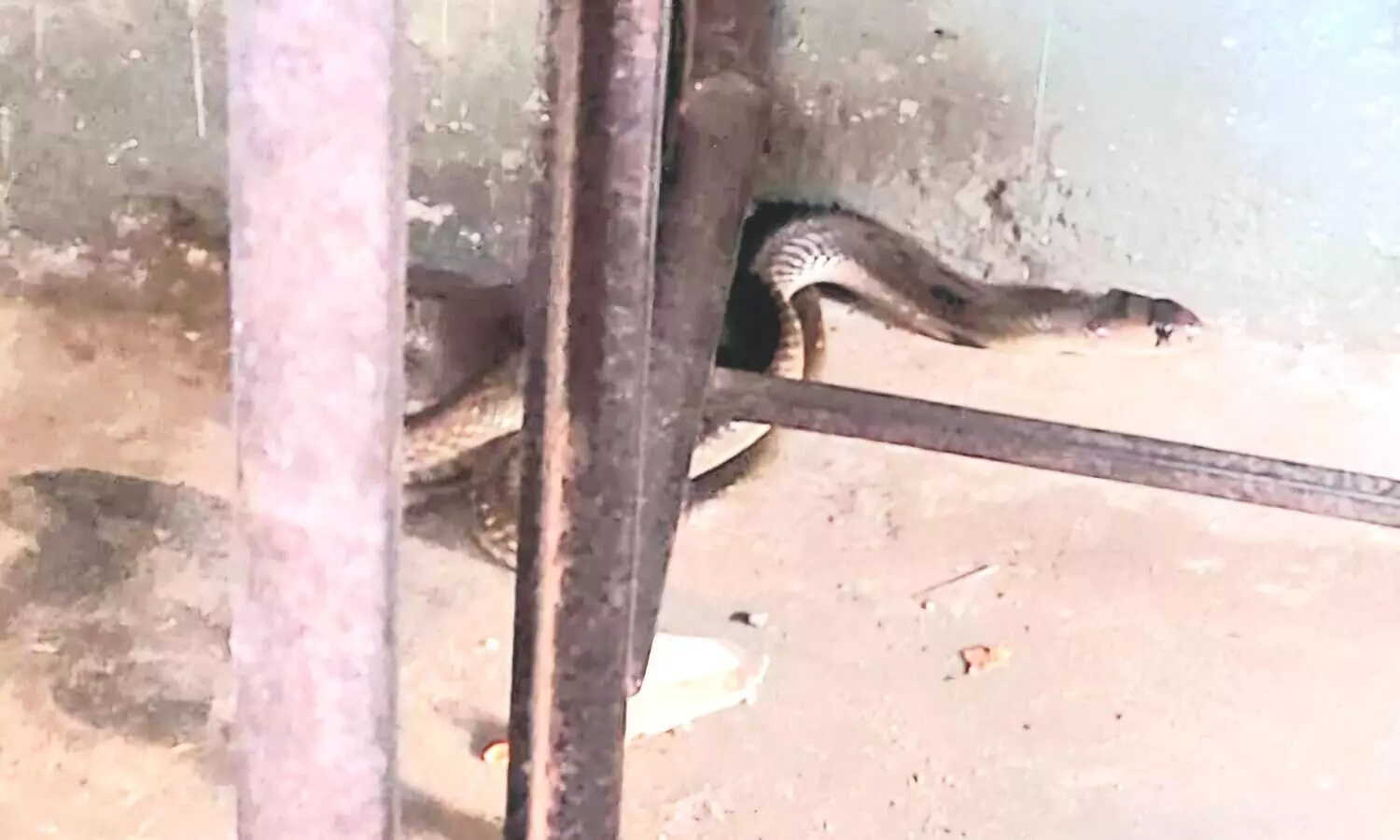 ക്ലാസ് മുറിയിൽ മൂർഖൻ; പാമ്പിനെ കണ്ടെത്തുന്നത് മൂന്നാം തവണ