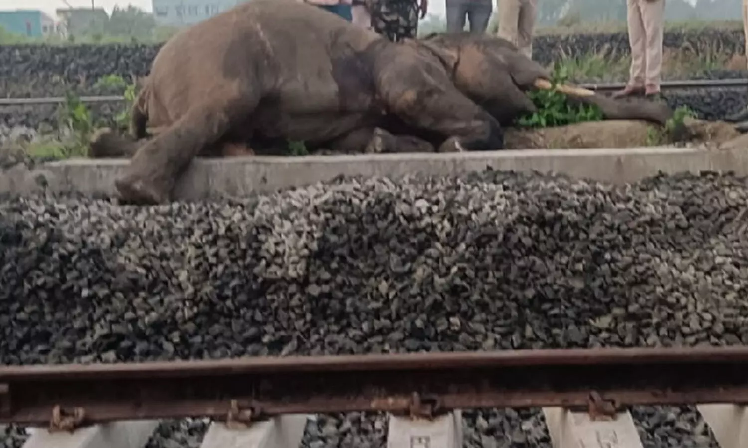 ഭുവനേശ്വറിൽ ഗുഡ്‌സ് ട്രെയിനിടിച്ച് ആനക്ക് ദാരുണാന്ത്യം