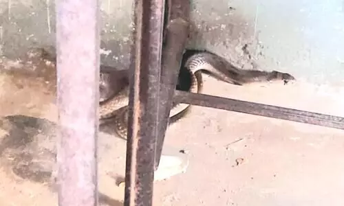 ക്ലാസ് മുറിയിൽ മൂർഖൻ; പാമ്പിനെ കണ്ടെത്തുന്നത് മൂന്നാം തവണ