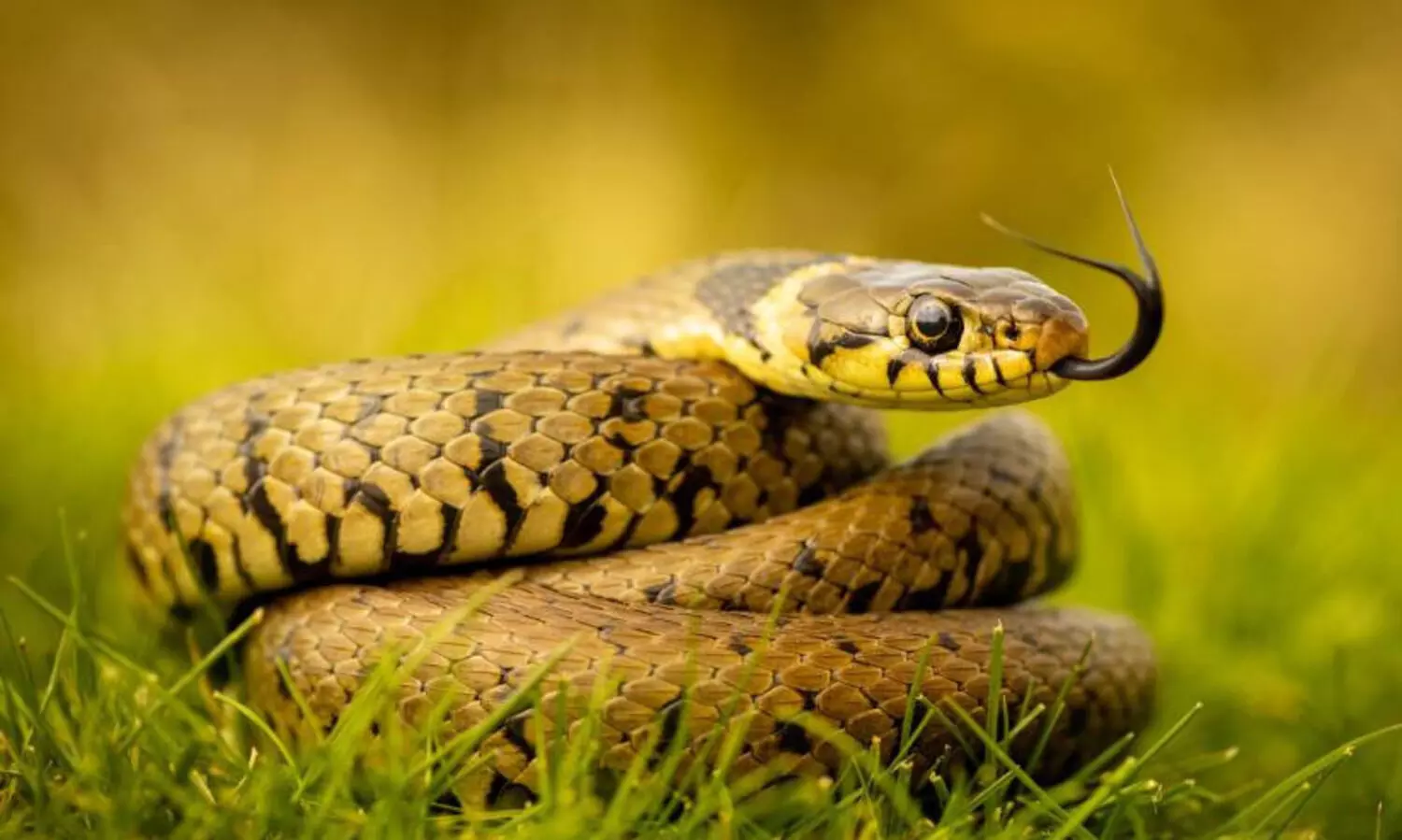 യു.പിയിലെ ദുദ്‍വ നാഷണൽ പാർക്കി​ൽ  അപൂർവയിനം പാമ്പുകളെ കണ്ടെത്തി