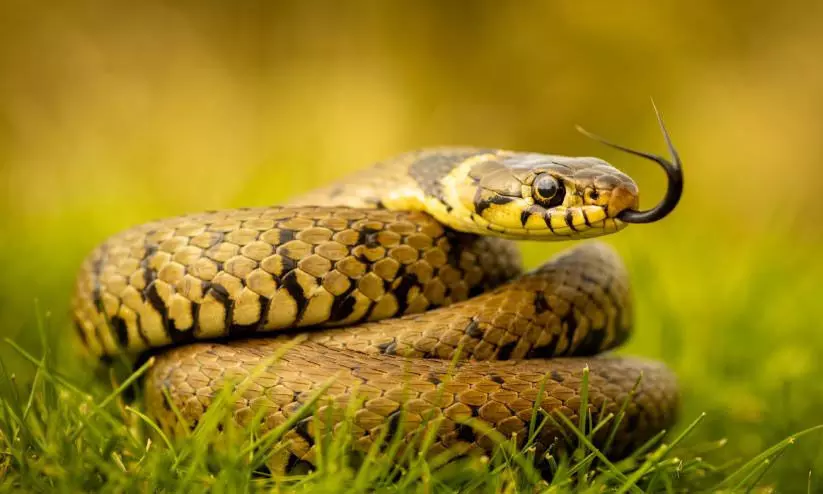 യു.പിയിലെ ദുദ്‍വ നാഷണൽ പാർക്കി​ൽ  അപൂർവയിനം പാമ്പുകളെ കണ്ടെത്തി