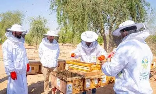 Natural Honey Harvest