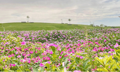 ജുബൈൽ റോയൽ കമീഷൻ മേഖല ജുബൈൽ റോയൽ കമീഷൻ മേഖല