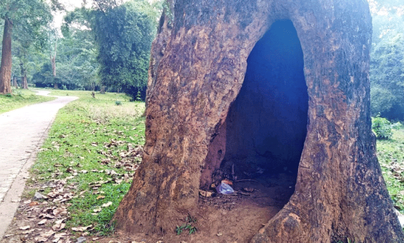 കൂറ്റൻ മരത്തിനുള്ളിലെ പൊത്ത് കൗതുകക്കാഴ്ചയാകുന്നു കൂറ്റൻ മരത്തിനുള്ളിലെ പൊത്ത് കൗതുകക്കാഴ്ചയാകുന്നു