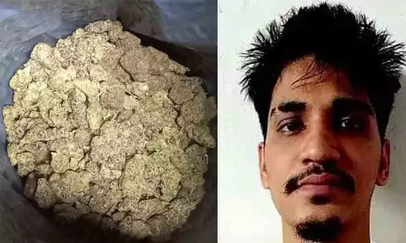 തായ്‌ലൻഡിൽ നിന്നെത്തിച്ച 30 ലക്ഷം രൂപയുടെ ഹൈഡ്രോ വീഡ് കഞ്ചാവുമായി യുവാവ് അറസ്റ്റിൽ