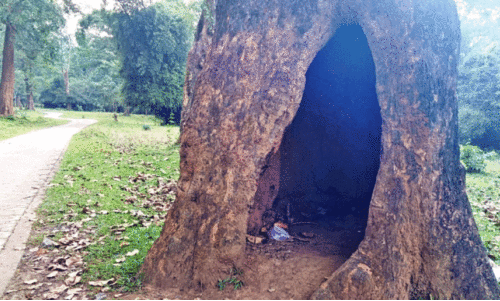 കൂ​റ്റ​ൻ മ​ര​ത്തി​നു​ള്ളി​ലെ പൊ​ത്ത് കൗ​തു​ക​ക്കാ​ഴ്ച​യാ​കു​ന്നു