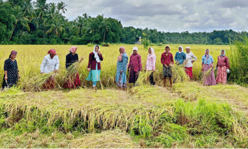 നെ​ൽ​കൃ​ഷി വി​ള​വെ​ടു​ത്തു