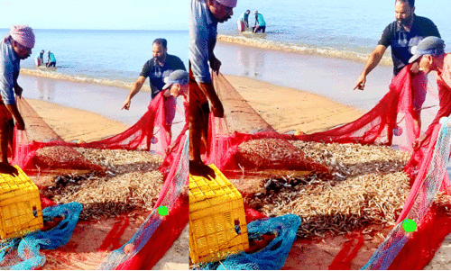 മ​ന്ദ​ലാം​കു​ന്ന് ക​ട​പ്പു​റ​ത്ത് വ​ല നി​റ​യെ ചെ​മ്മീ​ൻ