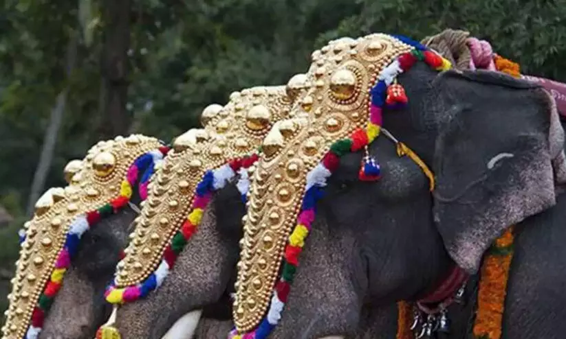 എഴുന്നള്ളിപ്പിന് കർശന നിയന്ത്രണം; ഉദ്ഘാടനത്തിനും സ്വകാര്യ ചടങ്ങിനും ആന വേണ്ട -അമിക്കസ് ക്യൂറി റിപ്പോർട്ട്