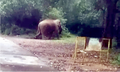 Wild elephant Wild elephant