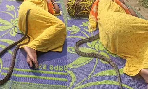 ഉറങ്ങിക്കിടക്കുന്ന സ്ത്രീയുടെ ശരീരത്തിലൂടെ കയറിയിറങ്ങി പാമ്പ്; ഭീതിപ്പെടുത്തുന്ന ദൃശ്യം VIDEO