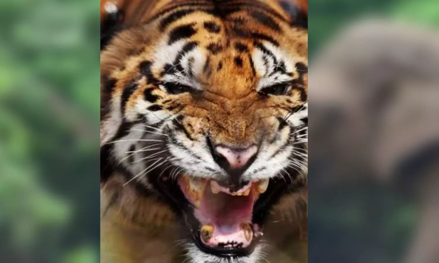 കടുവയുടെ ആക്രമണത്തിൽ കാട്ടാന ചെരിഞ്ഞു