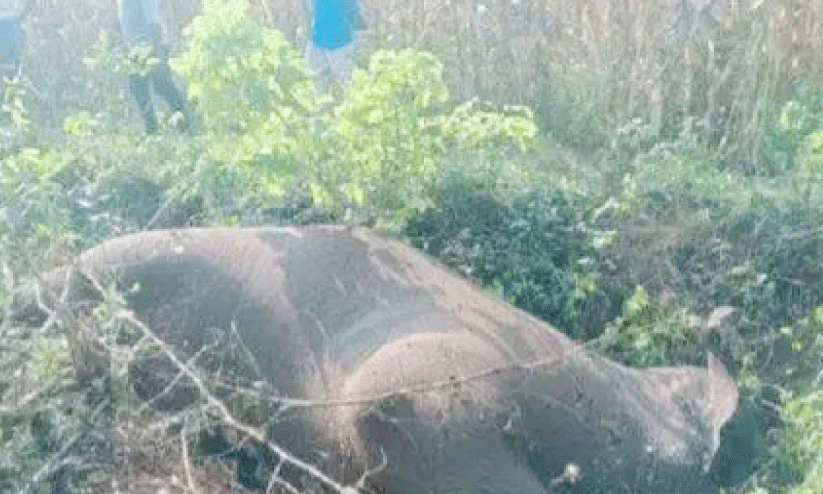 വൈ​ദ്യു​തി വേ​ലി​യി​ൽ​നി​ന്ന് ഷോ​ക്കേ​റ്റ് കാ​ട്ടാ​ന ചെ​രി​ഞ്ഞു