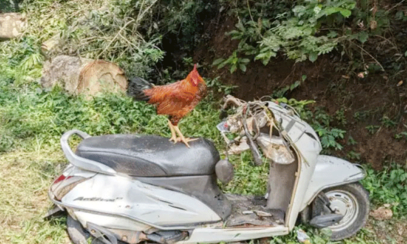 പൂ​വ​ൻ കോ​ഴി കാ​ത്തി​രി​ക്കു​ന്നു; മ​രം മ​ര​ണം വി​ത​ച്ച സ്കൂ​ട്ട​റി​ൽ