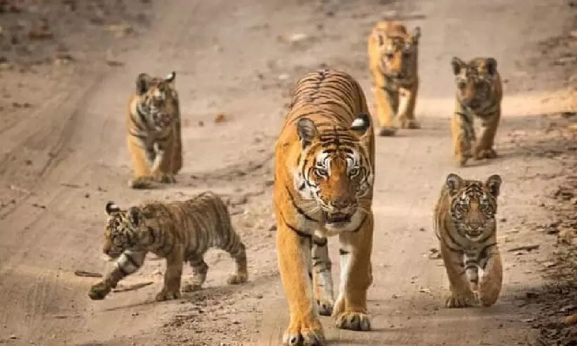 രൺതംബോർ നാഷണൽ പാർക്കിലെ 25 കടുവകളെ കാണാനില്ല