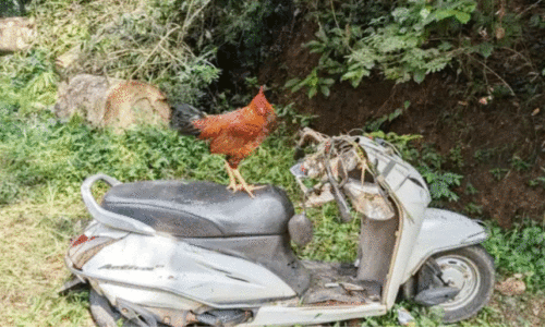 പൂ​വ​ൻ കോ​ഴി കാ​ത്തി​രി​ക്കു​ന്നു; മ​രം മ​ര​ണം വി​ത​ച്ച സ്കൂ​ട്ട​റി​ൽ