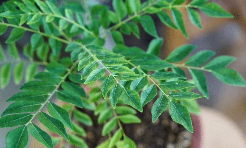 curry leaves