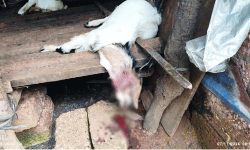 പു​ലി ആ​ടി​നെ കൊ​ന്നു