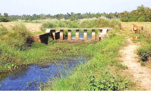 കാരക്കുളത്തുനാട്ടിലെ പറയൻതോട് തടയണ അശാസ്ത്രീയ നിർമാണം വിനയായി