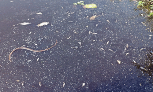 കു​ള​ത്തി​ൽ കീ​ട​നാ​ശി​നി: മ​ത്സ്യ​ങ്ങ​ൾ ച​ത്തു​പൊ​ങ്ങി