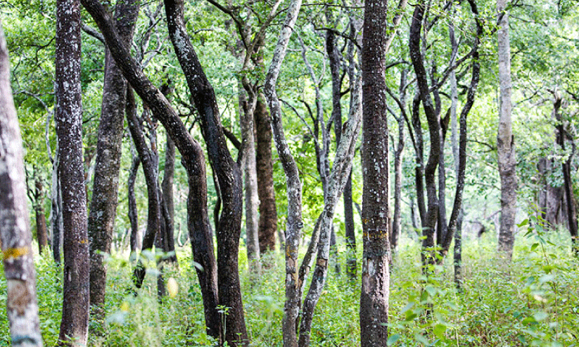 ചന്ദന​ത്തോപ്പിന്‍റെ വിസ്തൃതി കൂട്ടാൻ വനംവകുപ്പ്​; 30,620 തൈകൾ നട്ടു
