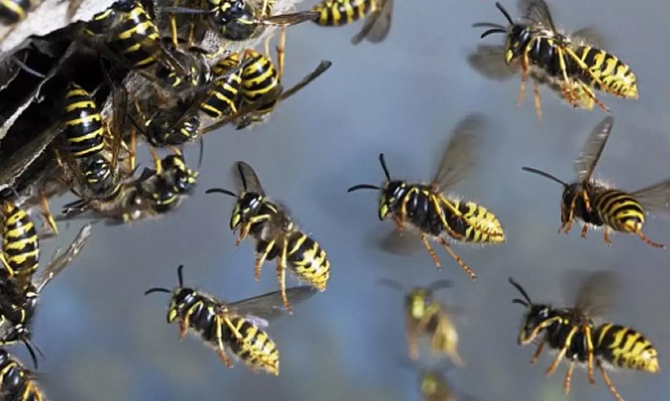 wasp attack
