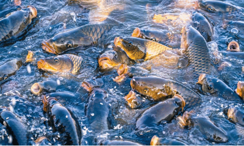 അം​ഗീ​കാ​ര​മാ​യി​ല്ല; ജ​ന​കീ​യ മ​ത്സ്യ​കൃ​ഷി തു​ലാ​സി​ൽ