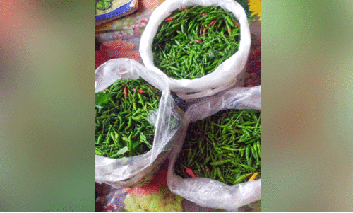 കാന്താരി മുളക് വേണോ? വില 450 രൂപ കാന്താരി മുളക് വേണോ? വില 450 രൂപ