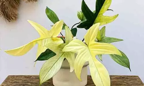 പൂന്തോട്ടത്തിലെ പ്രേതച്ചെടി