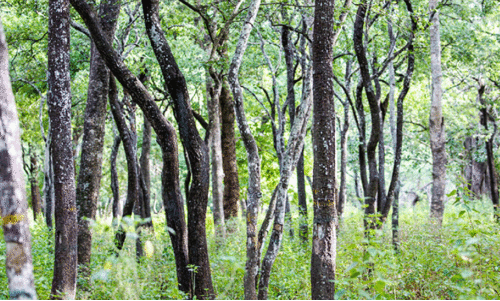 ചന്ദന​ത്തോപ്പിന്‍റെ വിസ്തൃതി കൂട്ടാൻ വനംവകുപ്പ്​; 30,620 തൈകൾ നട്ടു