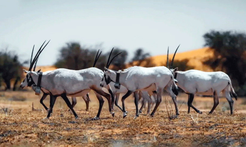 അ​ൽ ഹ​സ്‌​കി താ​ഴ്‌​വ​ര