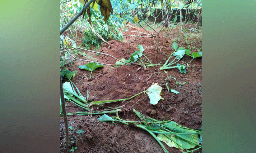 അടക്കാത്തോട് ടൗൺ പരിസരങ്ങളിലും കാട്ടുപന്നി ശല്യം അടക്കാത്തോട് ടൗൺ പരിസരങ്ങളിലും കാട്ടുപന്നി ശല്യം